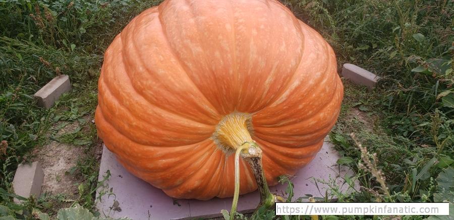 fruitImages/1043.5 Leer 2025B.jpg